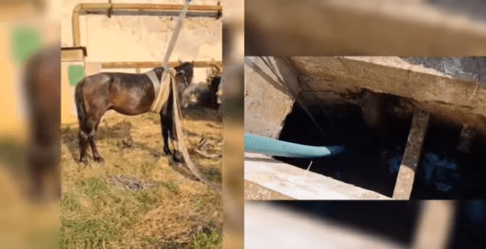 Salvare dramatică a unui cal căzut în canal adânc, succesul eroului echipaj de pompieri/ VIDEO